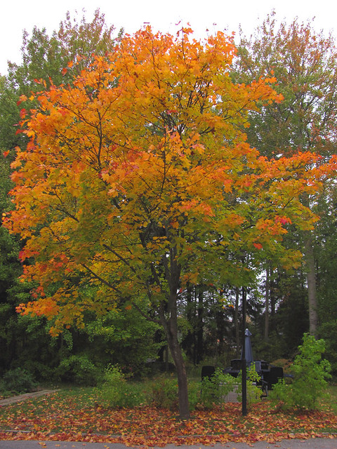maple in fallcolors
