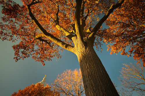november autumn light shadow wallpaper sky orange usa color tree fall nature leaves wisconsin landscape photography photo afternoon image branches capital perspective picture bluesky capitol madison dome trunk northamerica canopy canonef1740mmf4lusm goldenhour capitolsquare northamerican isthmus sunight 2011 canoneos5d danecounty portalwisconsinorgselected lorenzemlicka portalwisconsinorg112811