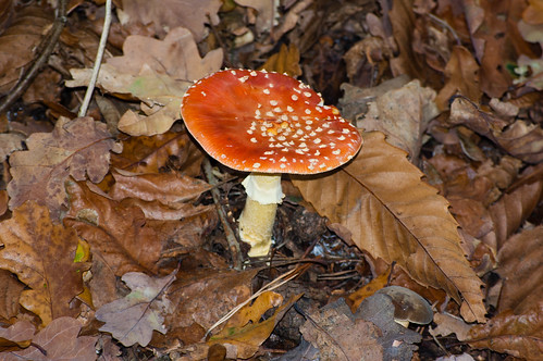 Faded fly agaric