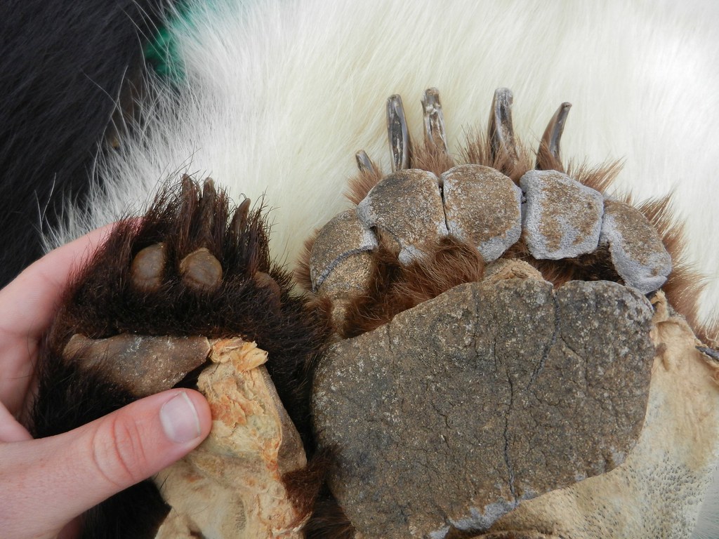 Black Bear Paws