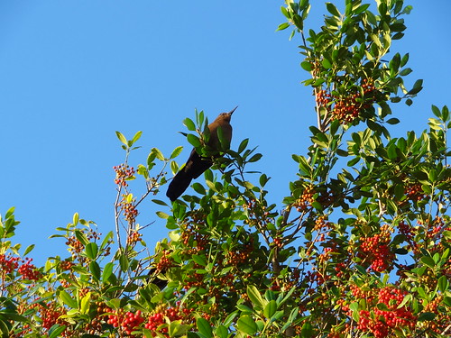 birds florida kissimmee laketoho hx9v dschx9v