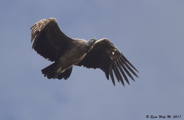 Cóndor imaduro (Vultur gryphus)