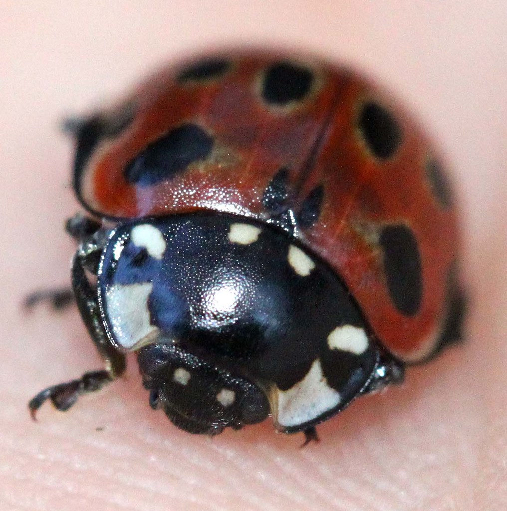 eyed ladybird Anatis ocellata