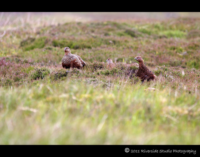 Grouse In  Upper Swaledale