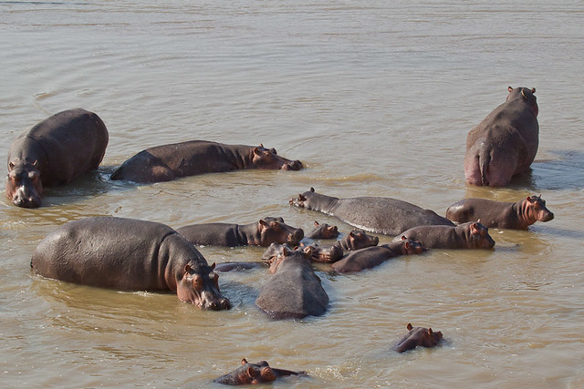 Hippo in the Luangwa