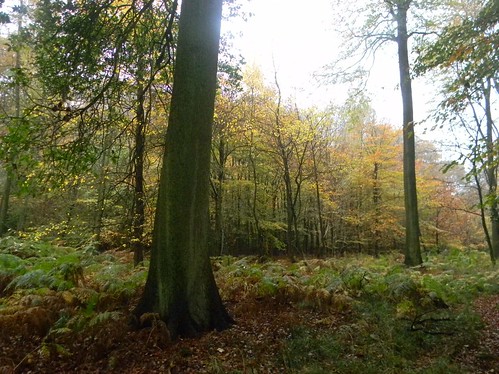 Autumn Colours 2 Princes Risborough to Great Missenden Monkton Wood