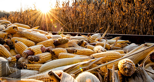 ohio sunrise corn cornfield morristownephotography
