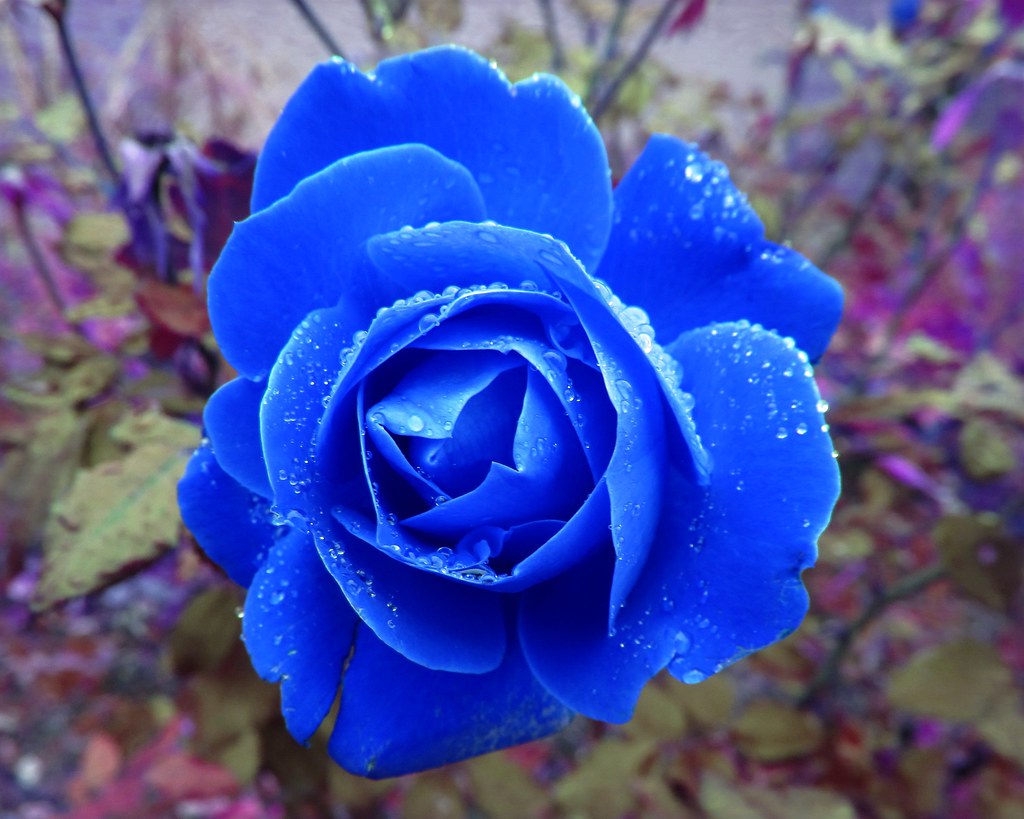 Blue Rose in the Rain | If only roses actually came in this … | Flickr
