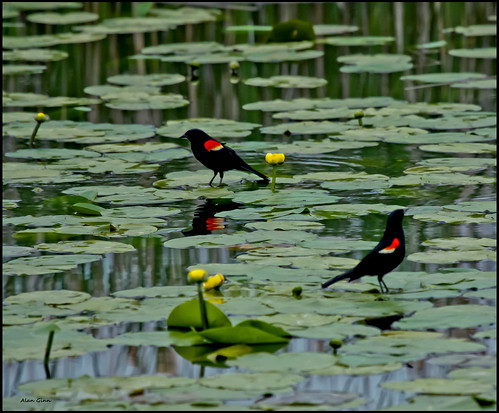 Red Winged Blackbirds on Lily Pads by zenman3