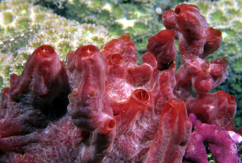 Red-Encrusted Sponge
