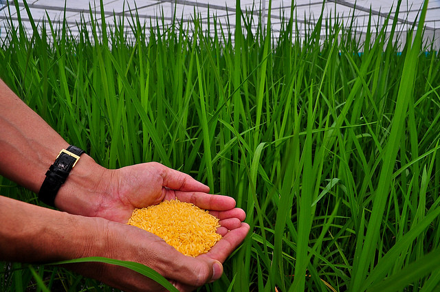 Grains de riz doré |  Les plants de riz doré dans l'écran IRRI… |  Flickr