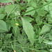 Flickr photo 'Tall-Wild-Lettuce-leaf' by: homeredwardprice.