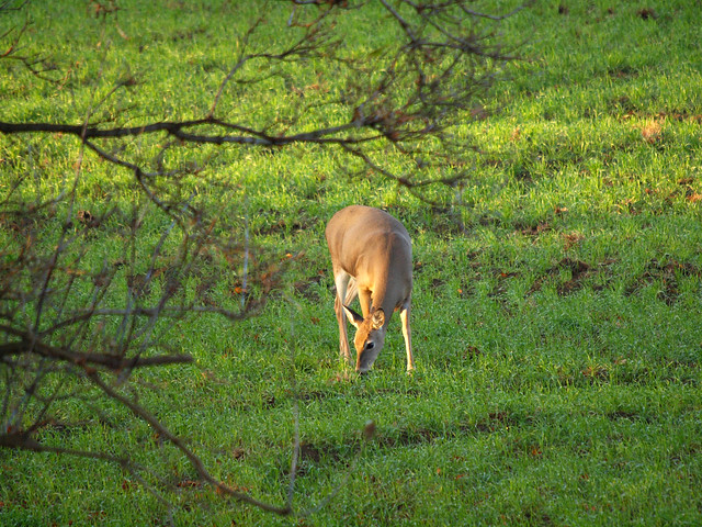 Early Morning Deer #1