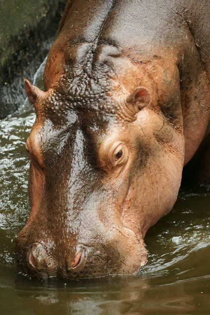 Hippopotamus, 河馬.