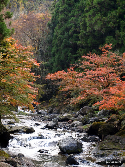 River and Autumn Leaves