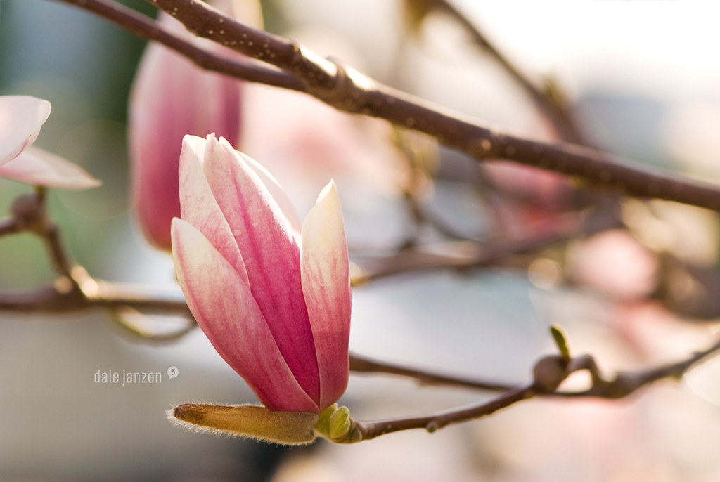 March Magnolia by DAJanzen