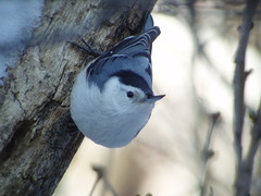 White-breasted Nuthatch, Armstrong Twp., Indiana Co., PA