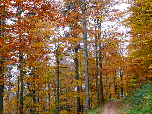 Pathway | by blogspfastatt ( 8.000.000 views)