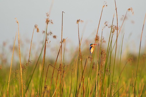 bird nature wildlife kingfisher botswana africansafari okavangodelta