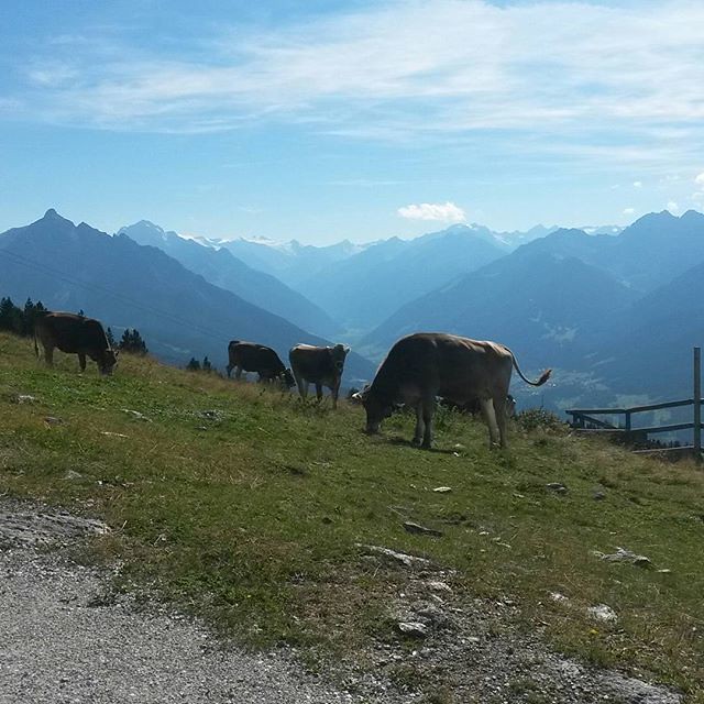 Alpine #cows! With bells on!! #Patscherkofel #Innsbruck #Austria