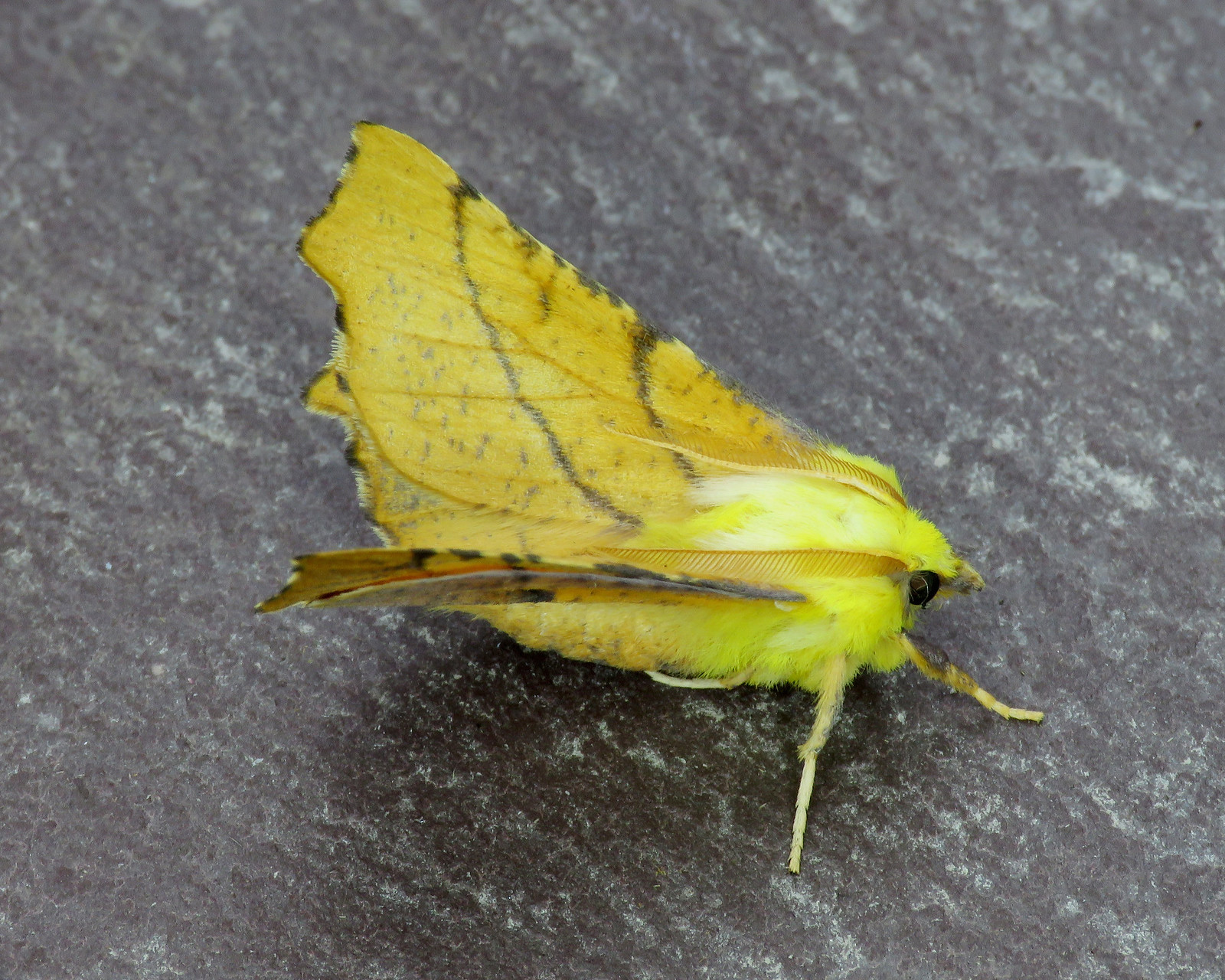 70.234 Canary-shouldered Thorn - Ennomos alniaria
