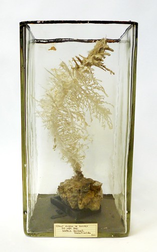 Glass sponge specimen Walteri leuckarti
