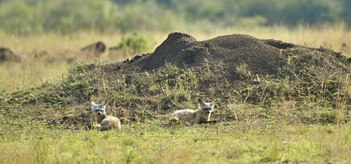 travel kenya wildlife sony safari masaimara batearedfox sonyalpha