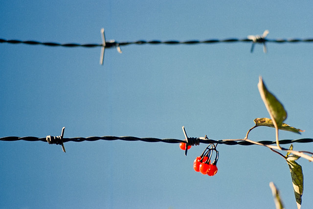 Barb Wire Berries