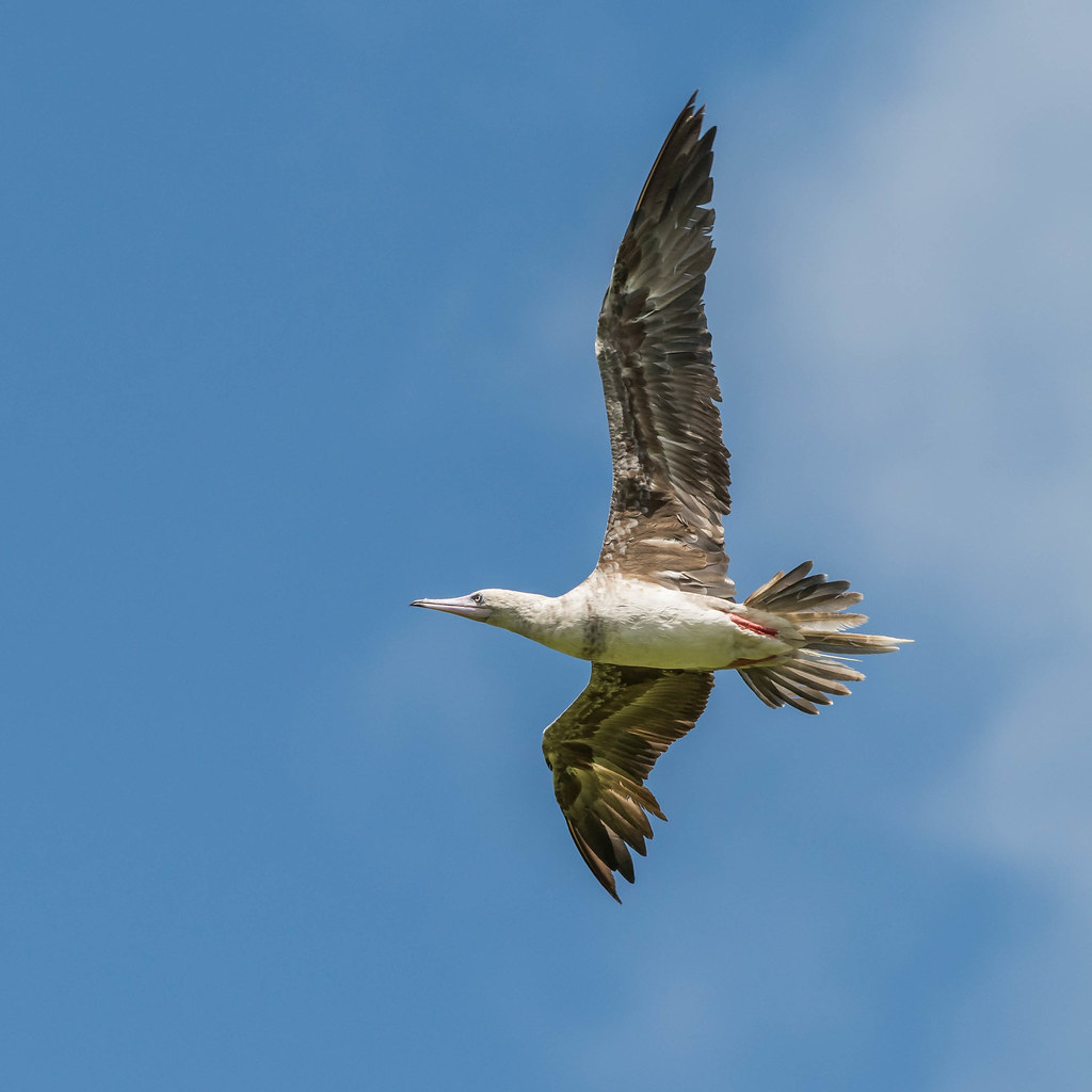 Red-footed Booby (adult, resident)