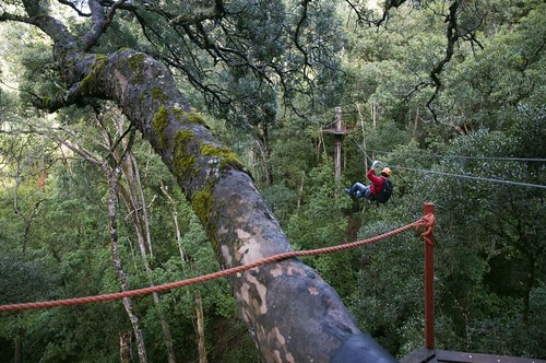 Canopy tree top tours,  Tsitsikamma Forest, Western Cape