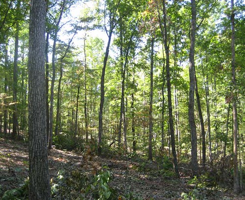 Hardwood stand immediately after the harvest was completed.