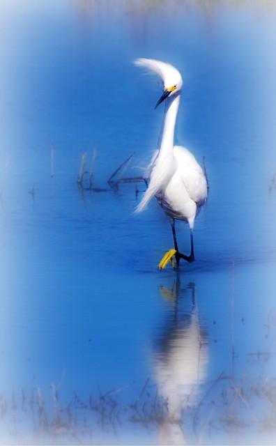 Fashionista - Bird - Snowy Egret - Golden Slipper