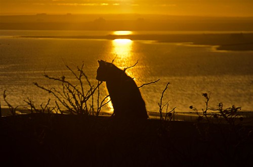 silhouette cat sunrise