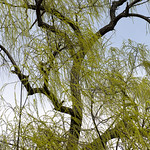 20120324-_DSC5689 シダレヤナギ Salix babylonica