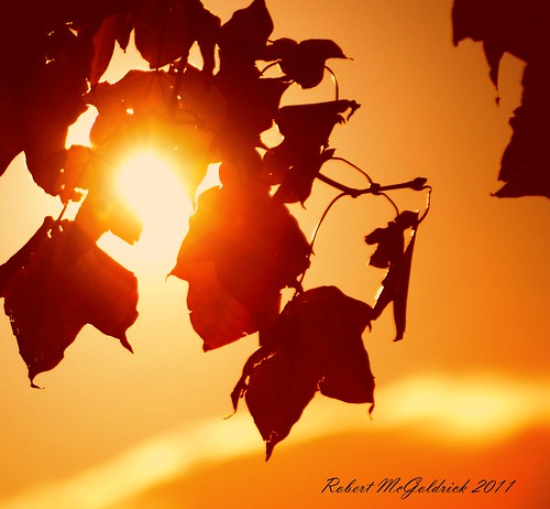 autumn sunset sunlight leaves relax card dumfries 2011