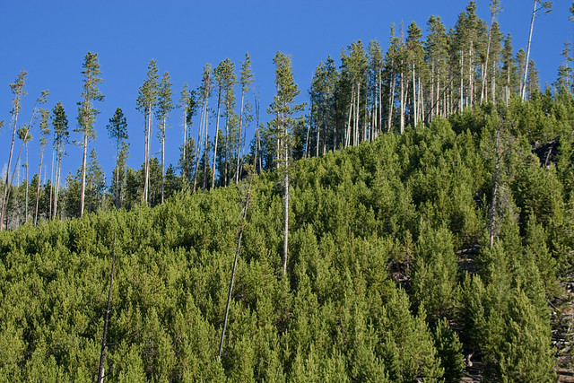 Regrowth after wildfire