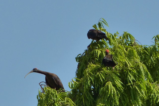 Black Ibis
