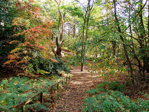 Woodland Path - RSPB Sandy | by Mrs Airwolfhound