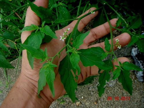 Solanum americanum Mill. | Telong, Kelantan, Malaysia. Solan… | Flickr
