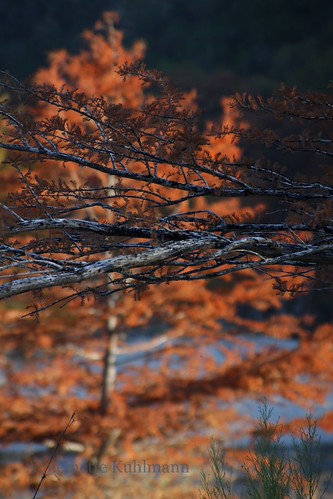 Haywire by annemette kuhlmann, blue trees red fall nature canon texas fallcolors cypress annemette garnerstatepark baldcypress kuhl