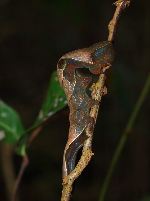 Pink Underwing Moth Southern Subspecies Phyllodes imperialis southern Subsp. (ANIC 3333) larva on Carronia multisepalea Endangered