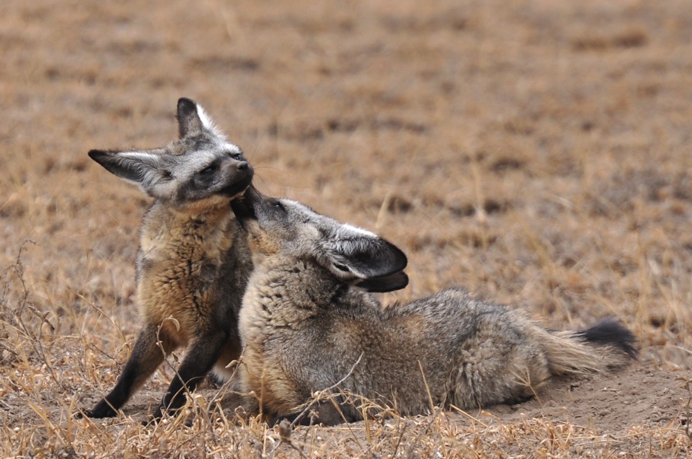 Cute Foxes in the World with Pictures cute Bat-Eared foxes