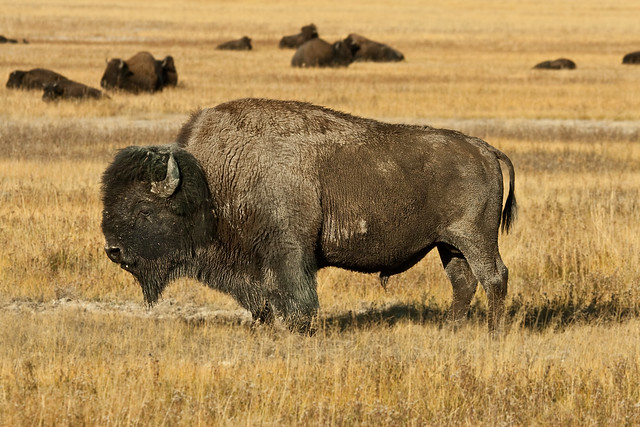 Big Bison Bull