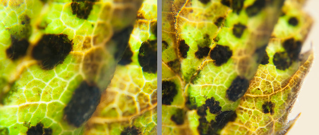 Necrotic Meadowsweet leaf