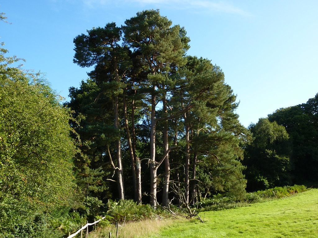 Scots Pine Copse | I suspect all these trees come from the s… | Flickr