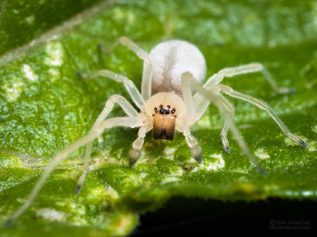 Arachtober 15 - Ghost Spider | jciv | Flickr