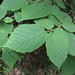 Flickr photo 'Beaked-Hazel-leaves-b' by: homeredwardprice.
