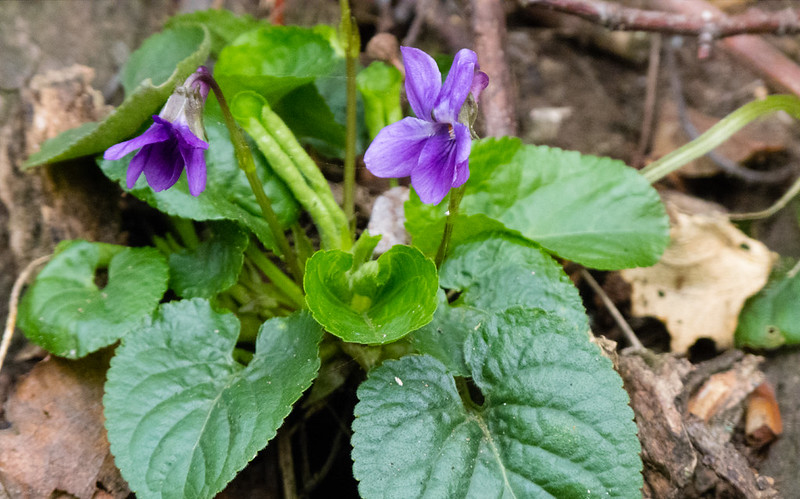 Violet