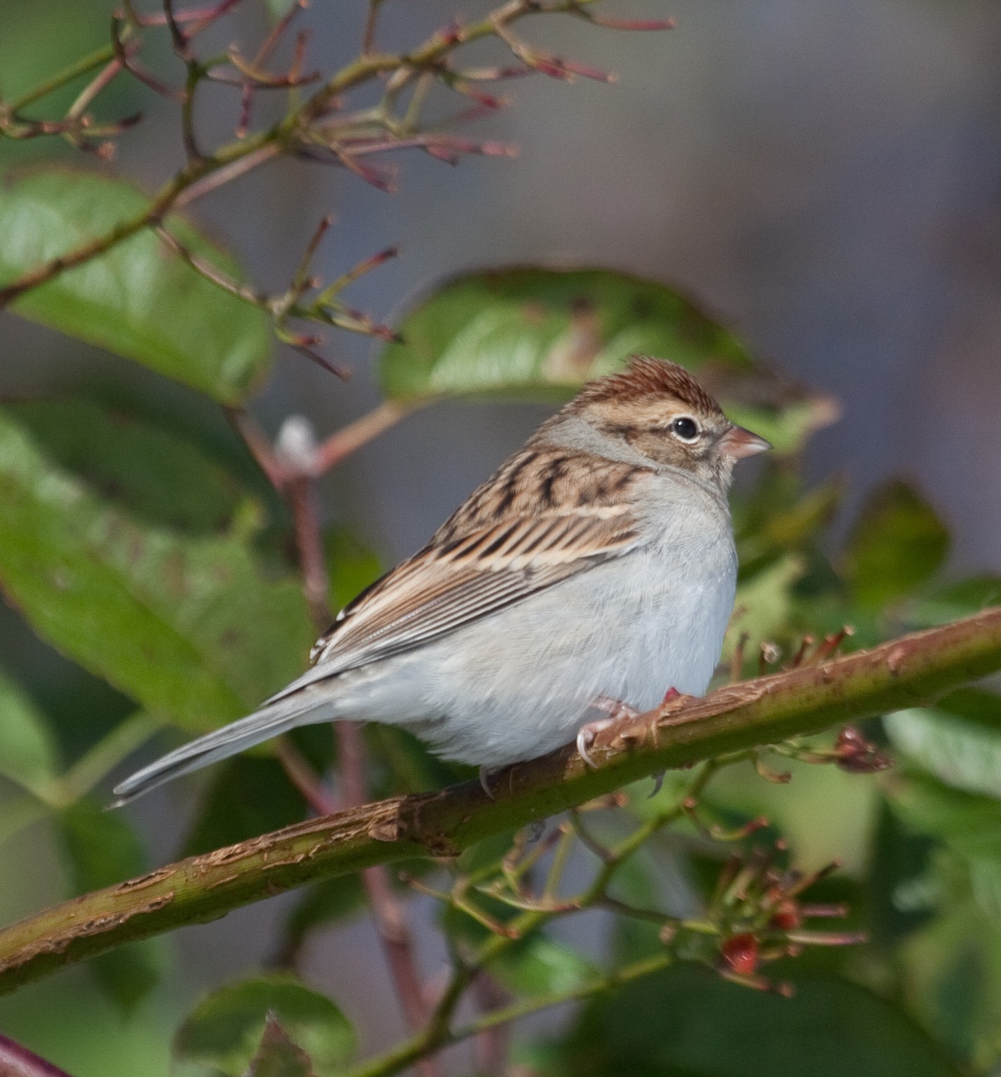 Chipping Sparrow