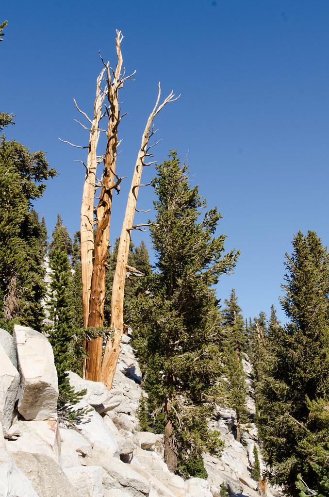 Cottonwood Pass Trail